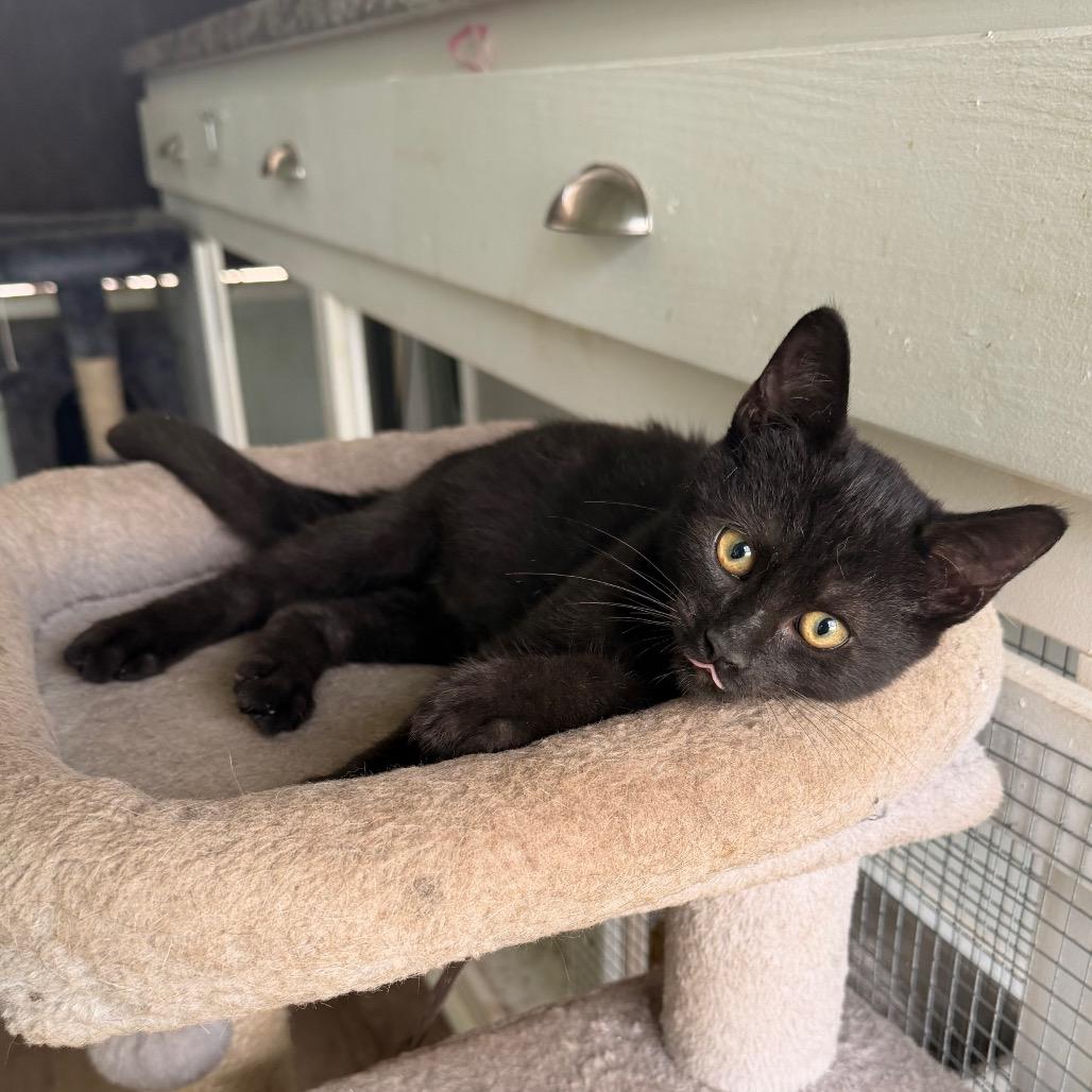 Enlarge RazamaTaz (COH-A-68656), a Adoptable American Shorthair in Volcano, HI image 5/5