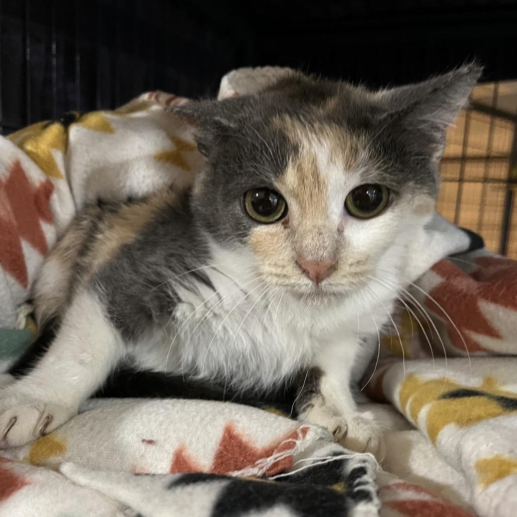 Enlarge Abatha, a Adoptable Domestic Short Hair in Waldorf, MD image 1/2