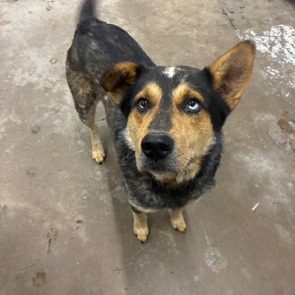 Stitches, Adoptable, Adult Male Shepherd & Australian Cattle Dog / Blue Heeler.