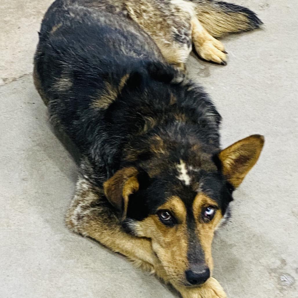 Enlarge Stitches, a Adoptable mixed breed in Corbin, KY image 2/4