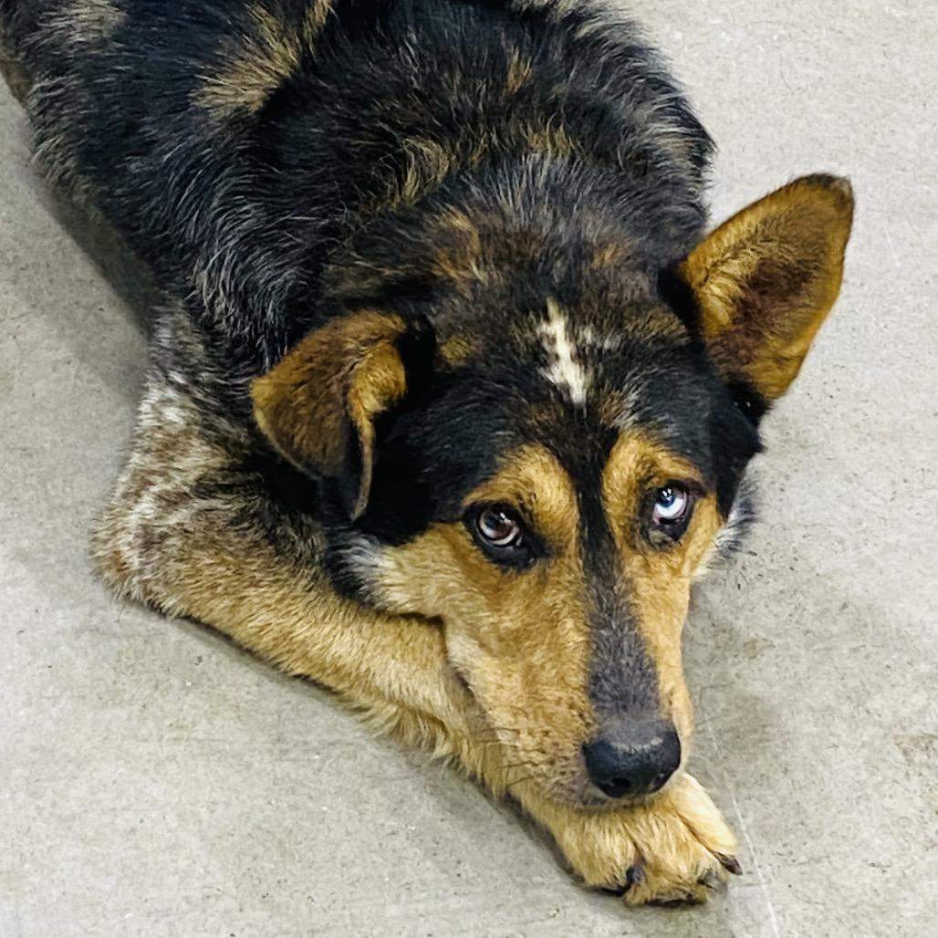 Enlarge Stitches, a Adoptable mixed breed in Corbin, KY image 3/4