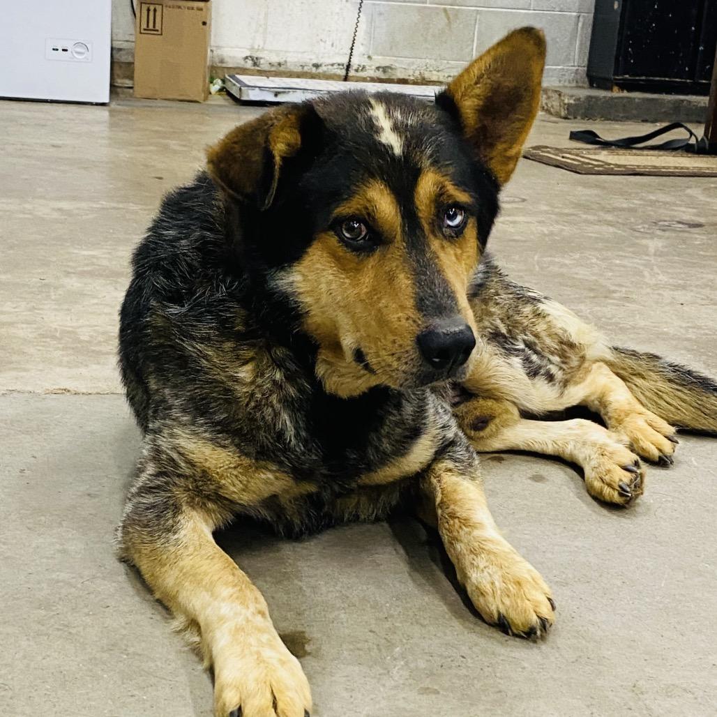 Enlarge Stitches, a Adoptable mixed breed in Corbin, KY image 4/4