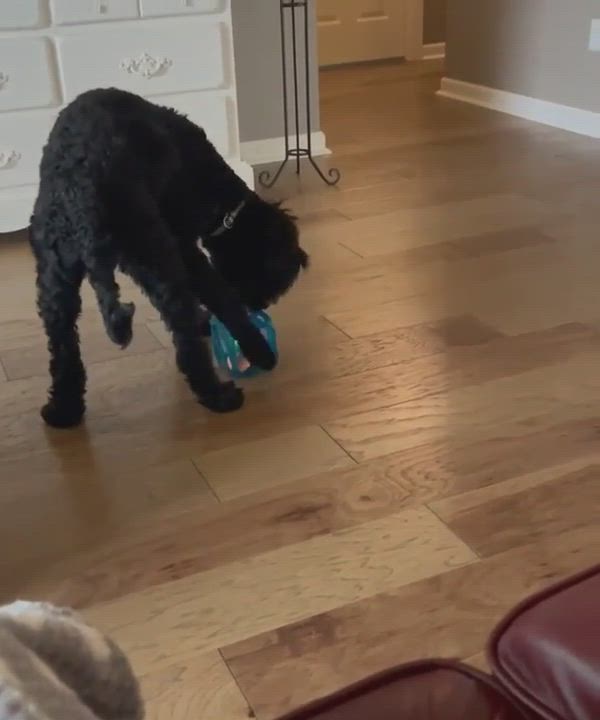 Enlarge King, a Adopted mixed breed in Murray, KY video 13/17