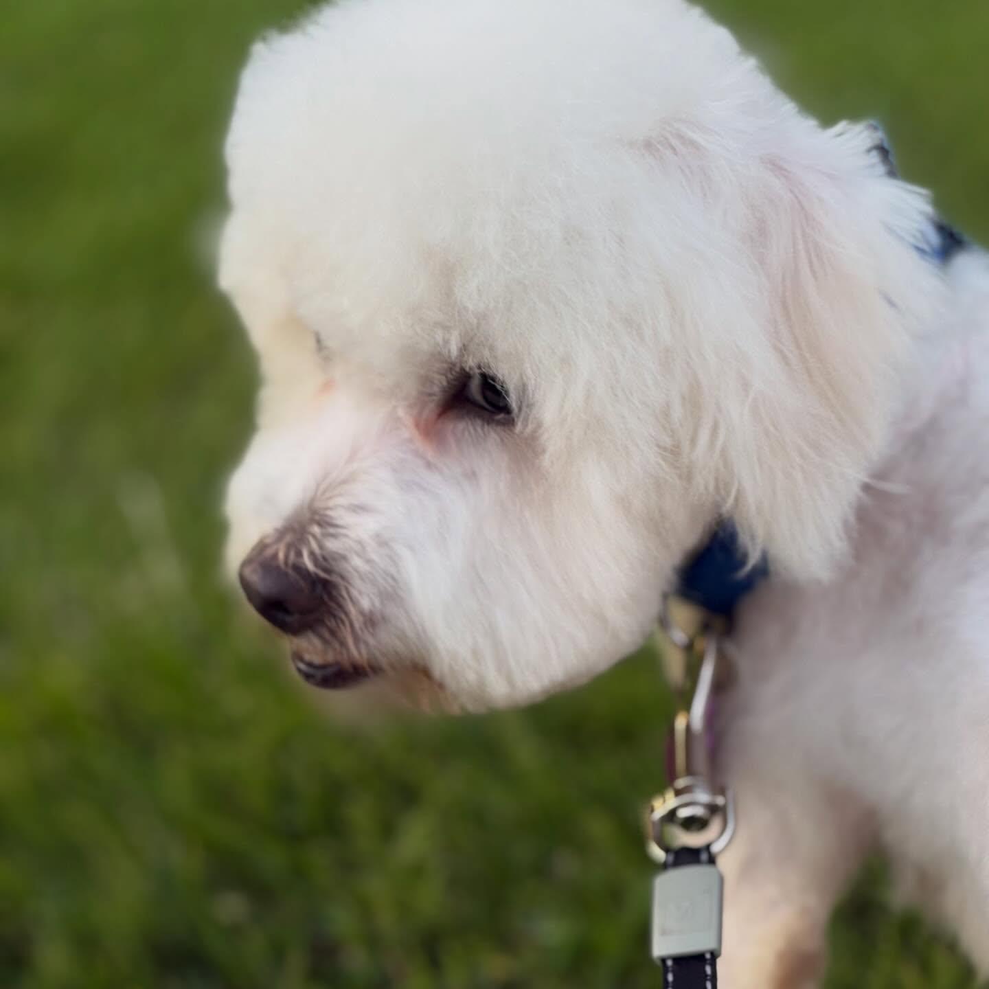 Steve, an adopted mixed breed in Detroit, MI image 5/5