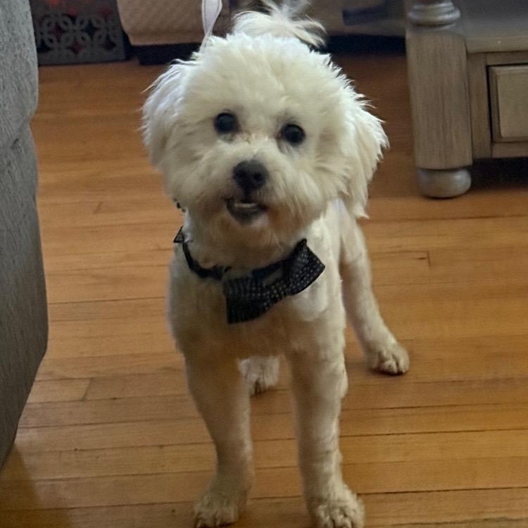Steve, an adopted mixed breed in Detroit, MI image 1/5