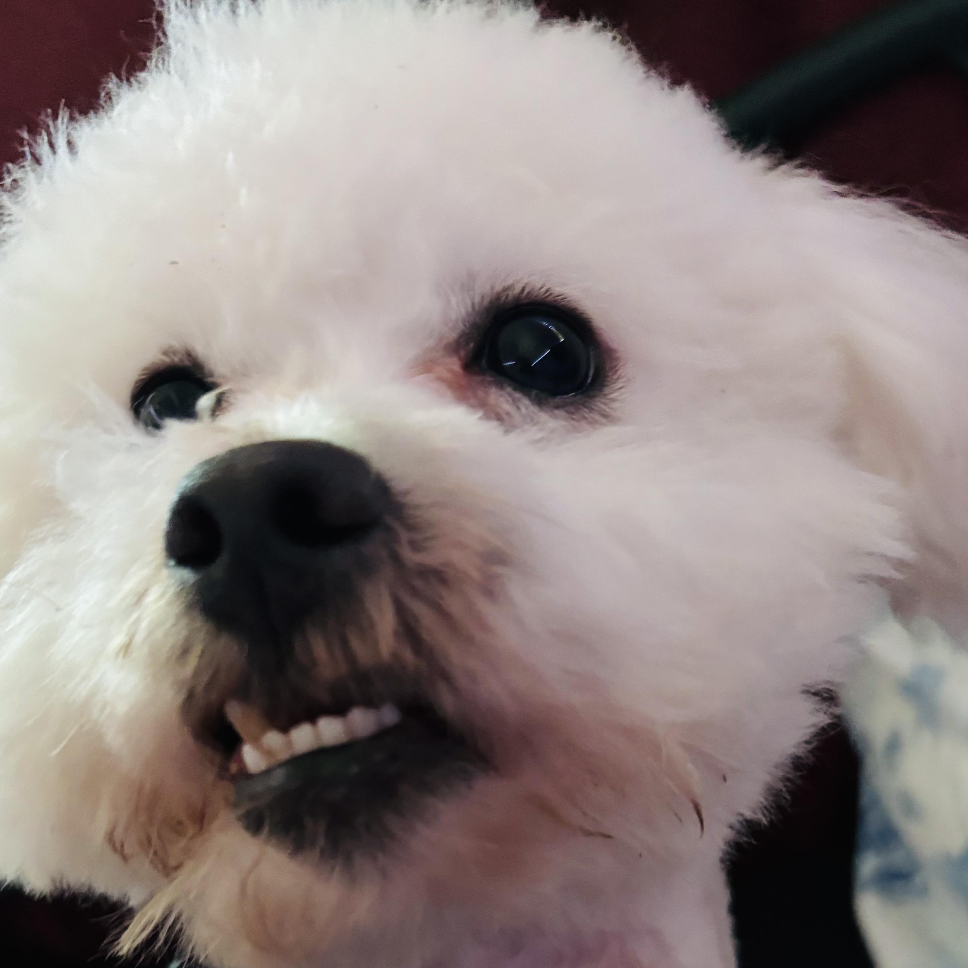 Steve, an adopted mixed breed in Detroit, MI image 2/5