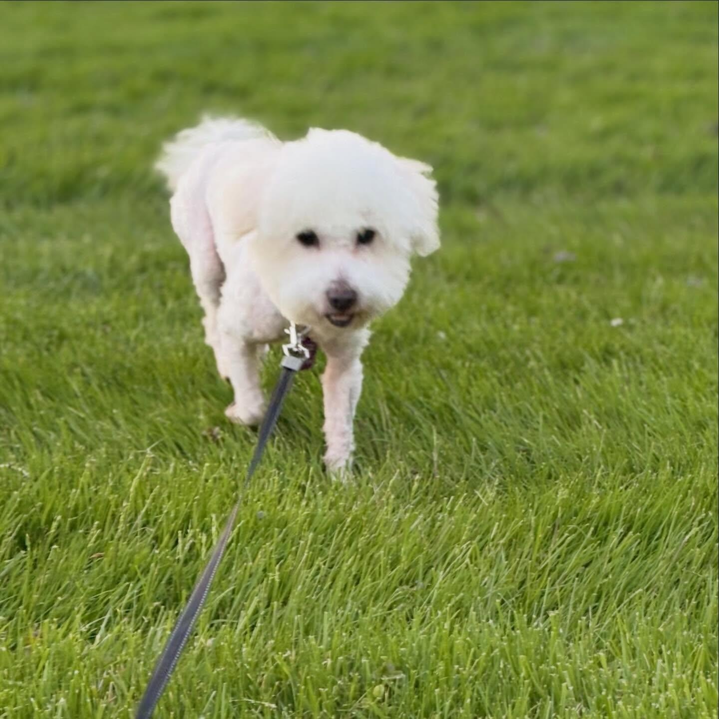Steve, an adopted mixed breed in Detroit, MI image 3/5
