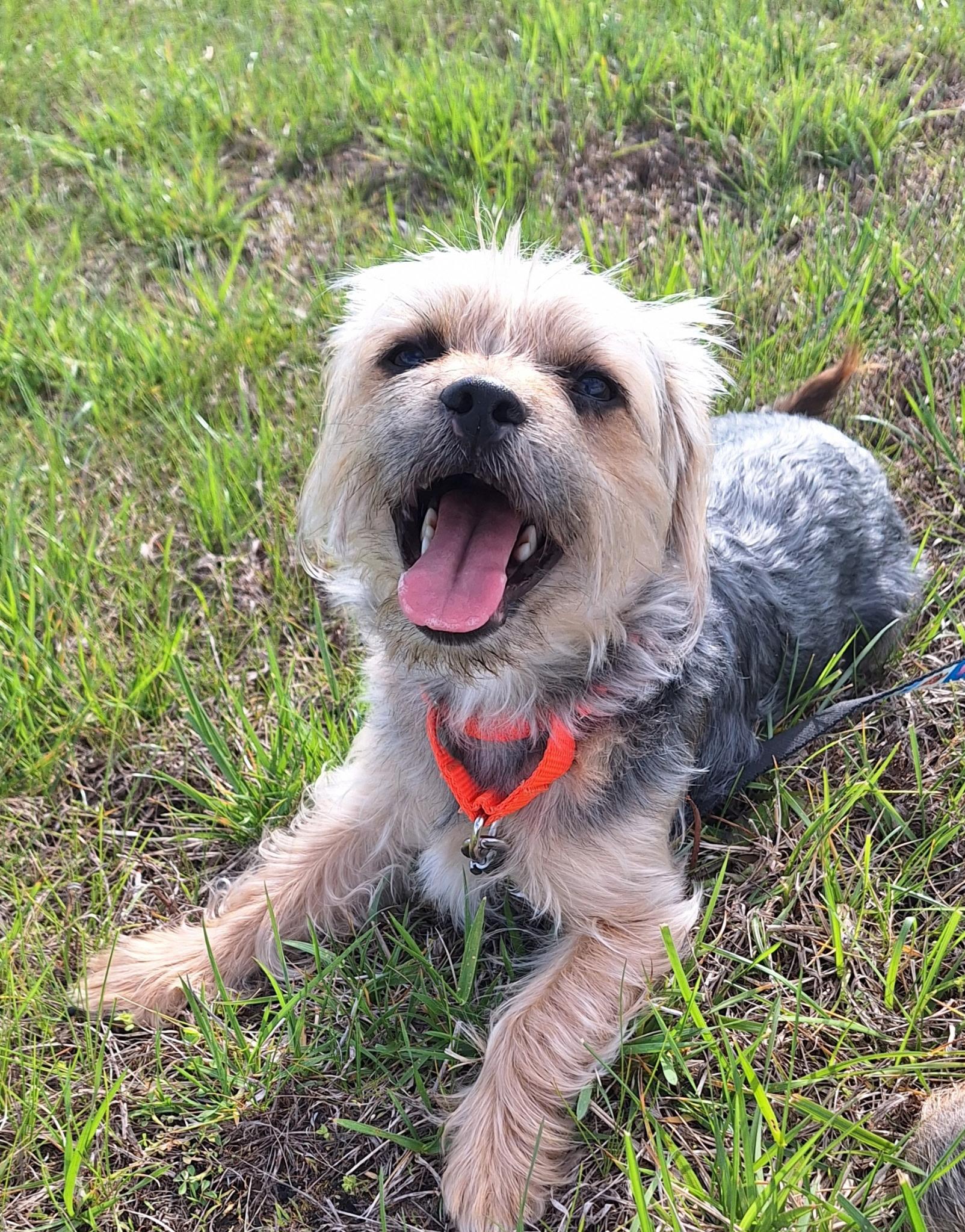 Domino, a ADOPTABLE Yorkshire Terrier in Whitestown, IN image 3/4