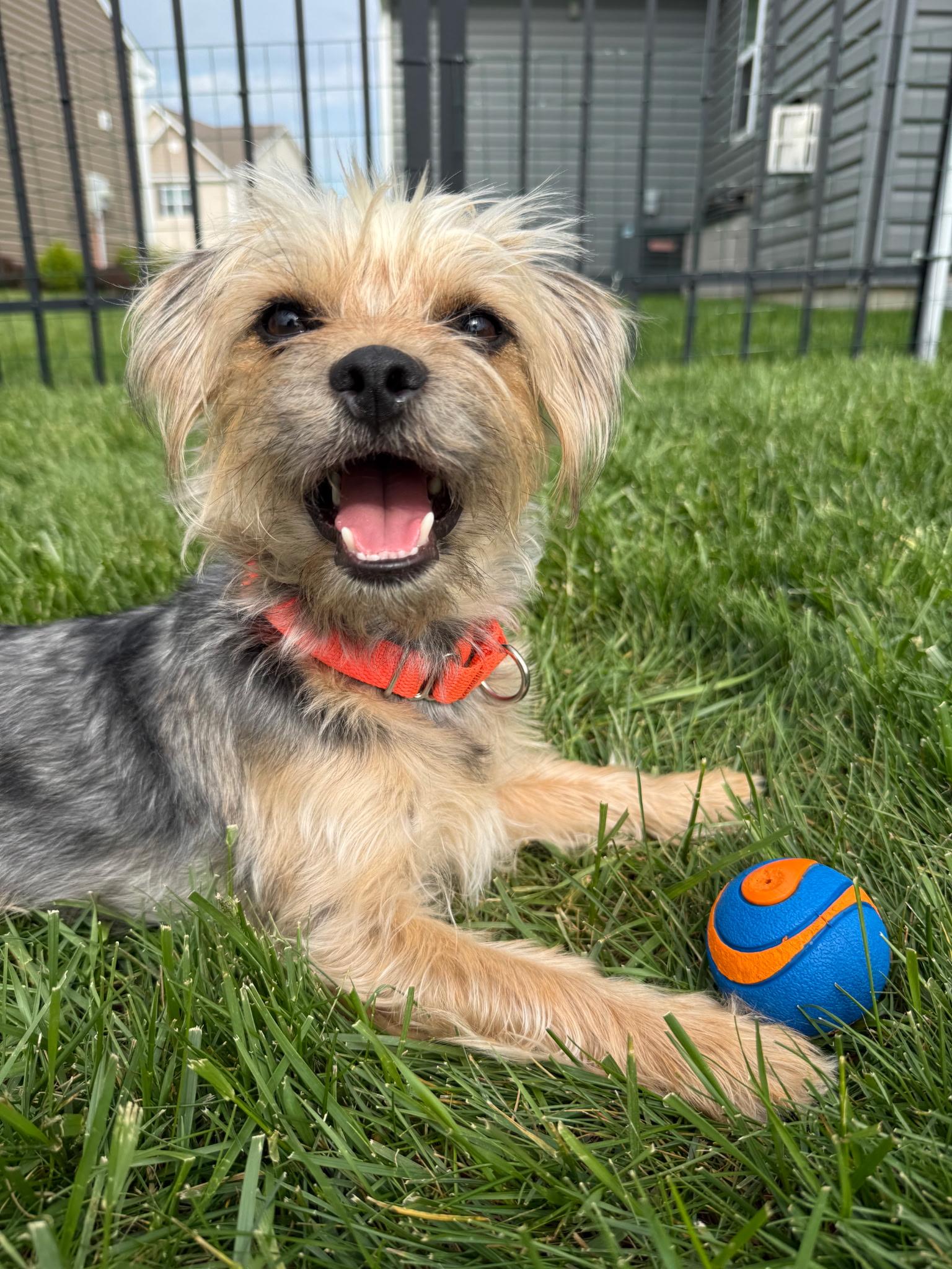 Domino, ADOPTABLE, Young Male Yorkshire Terrier.