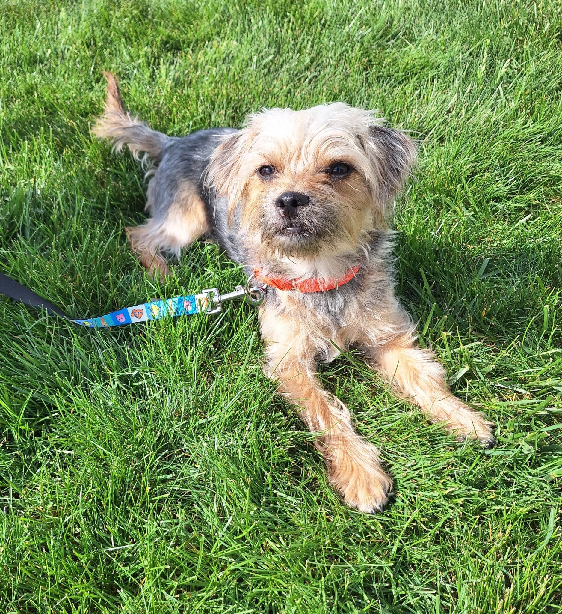 Domino, a ADOPTABLE Yorkshire Terrier in Whitestown, IN image 2/4