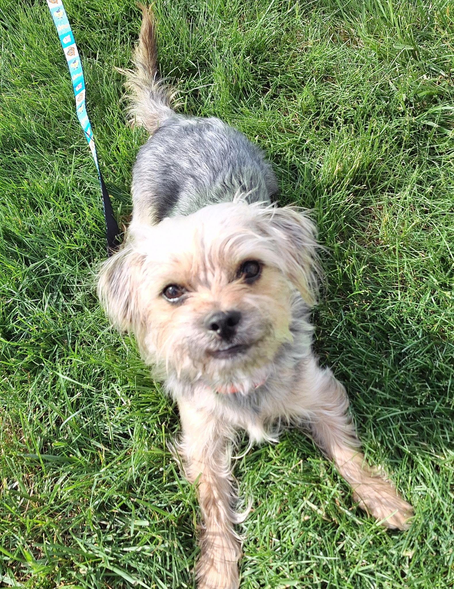 Domino, a ADOPTABLE Yorkshire Terrier in Whitestown, IN image 4/4