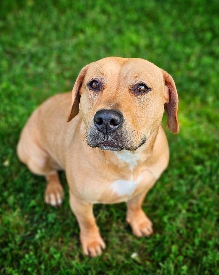 Marg and Lizzie, a ADOPTABLE mixed breed in Bay City, MI image 2/3