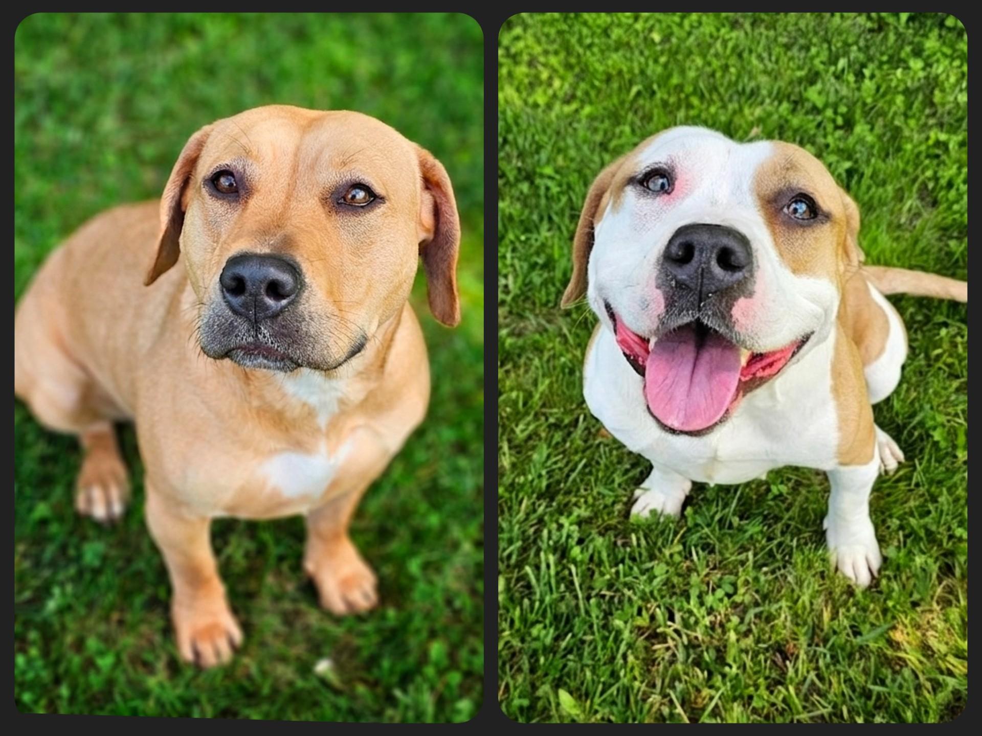 Marg and Lizzie, a ADOPTABLE mixed breed in Bay City, MI image 1/3