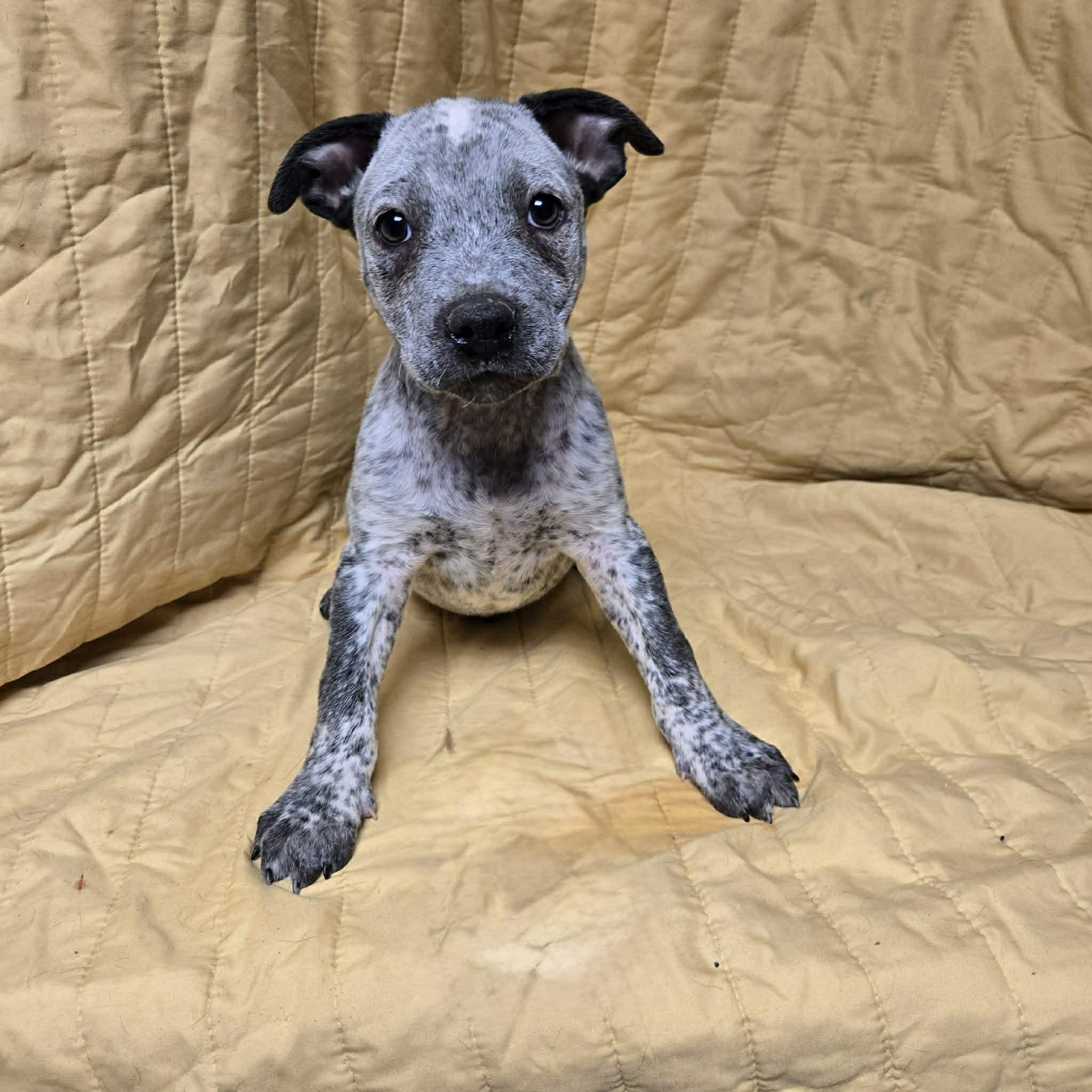 Slate, adopted, Puppy Male Labrador Retriever & Hound.
