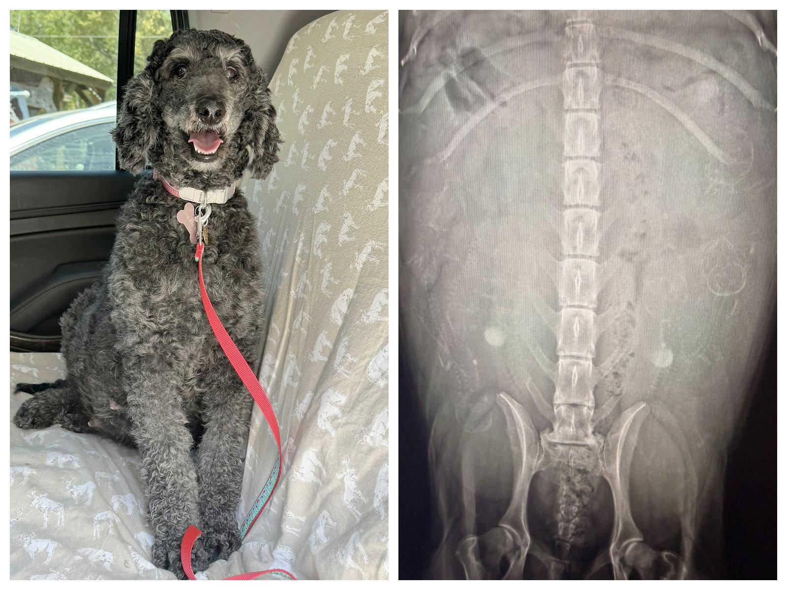 Freya (NOT AVAILABLE), Adoptable, Adult Female Standard Poodle.