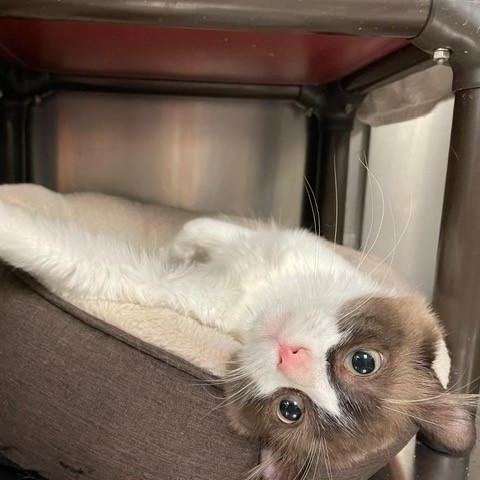 Enlarge Aristotle, a ADOPTABLE Snowshoe in Braintree, MA image 3/4