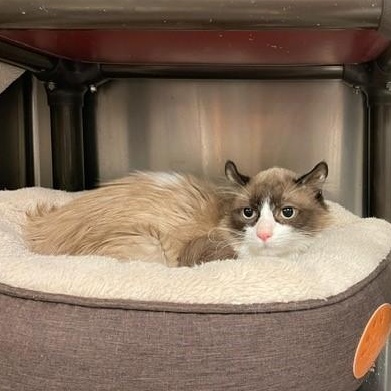Enlarge Aristotle, a ADOPTABLE Snowshoe in Braintree, MA image 4/4