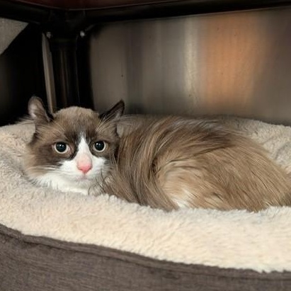 Enlarge Aristotle, a ADOPTABLE Snowshoe in Braintree, MA image 2/4