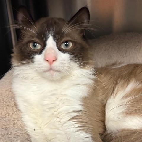 Enlarge Aristotle, a ADOPTABLE Snowshoe in Braintree, MA image 1/4