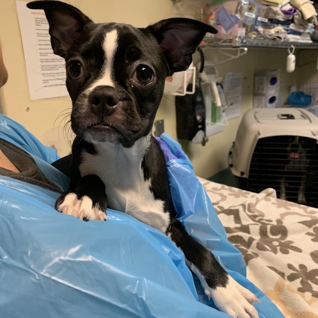 Name Unknown, Adoptable, Puppy Female Boston Terrier.