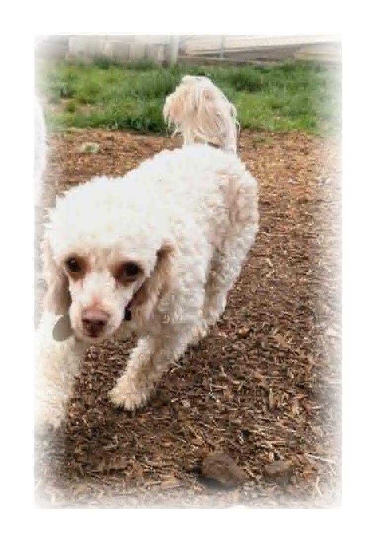 Enlarge Daisy, an adopted Miniature Poodle in Melbourne, AR image 4/4