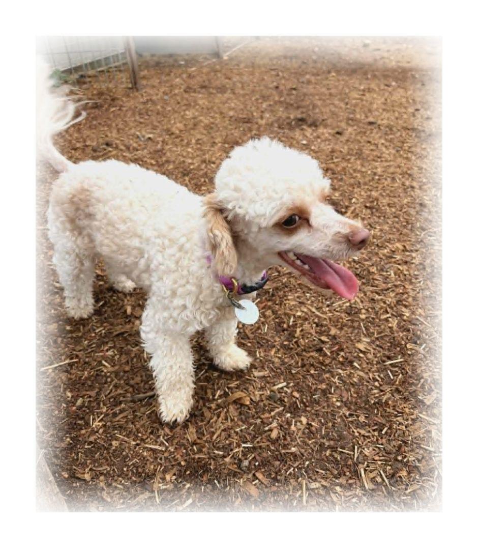 Enlarge Daisy, an adopted Miniature Poodle in Melbourne, AR image 2/4