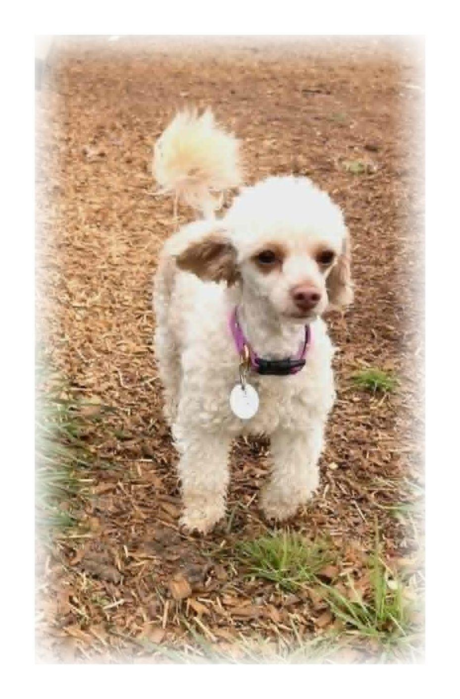 Daisy, adopted, Young Female Miniature Poodle.