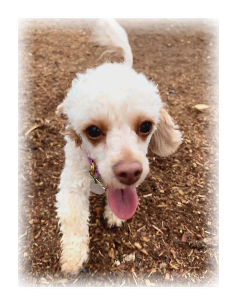 Enlarge Daisy, an adopted Miniature Poodle in Melbourne, AR image 3/4