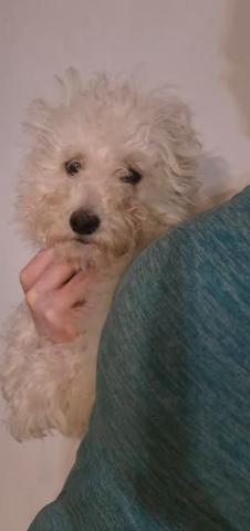 Enlarge Coco, a Adoptable mixed breed in Milwaukee, WI image 4/6