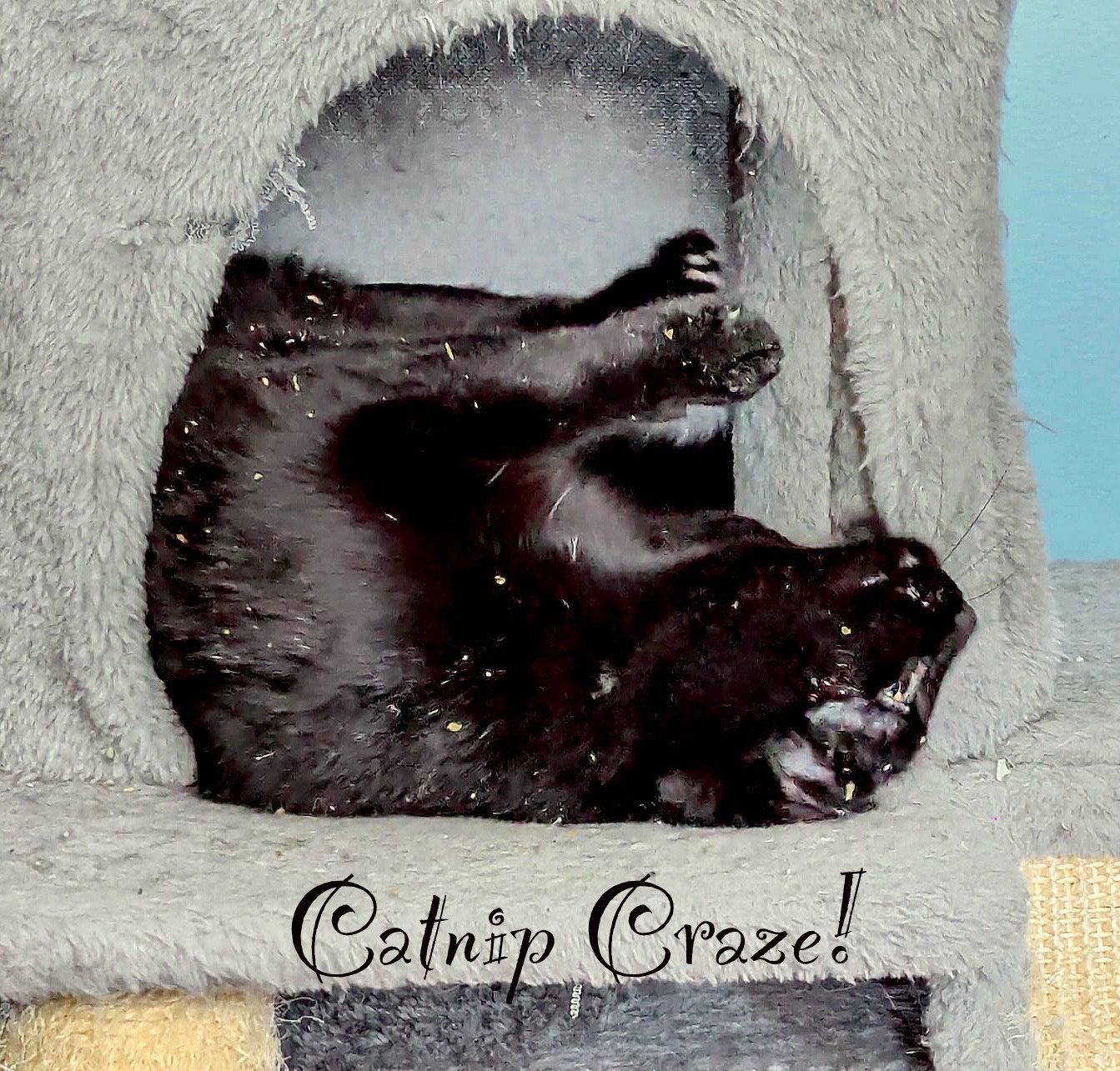 Enlarge Sheldon, a Adoptable Domestic Short Hair in Harrisburg, PA image 1/3