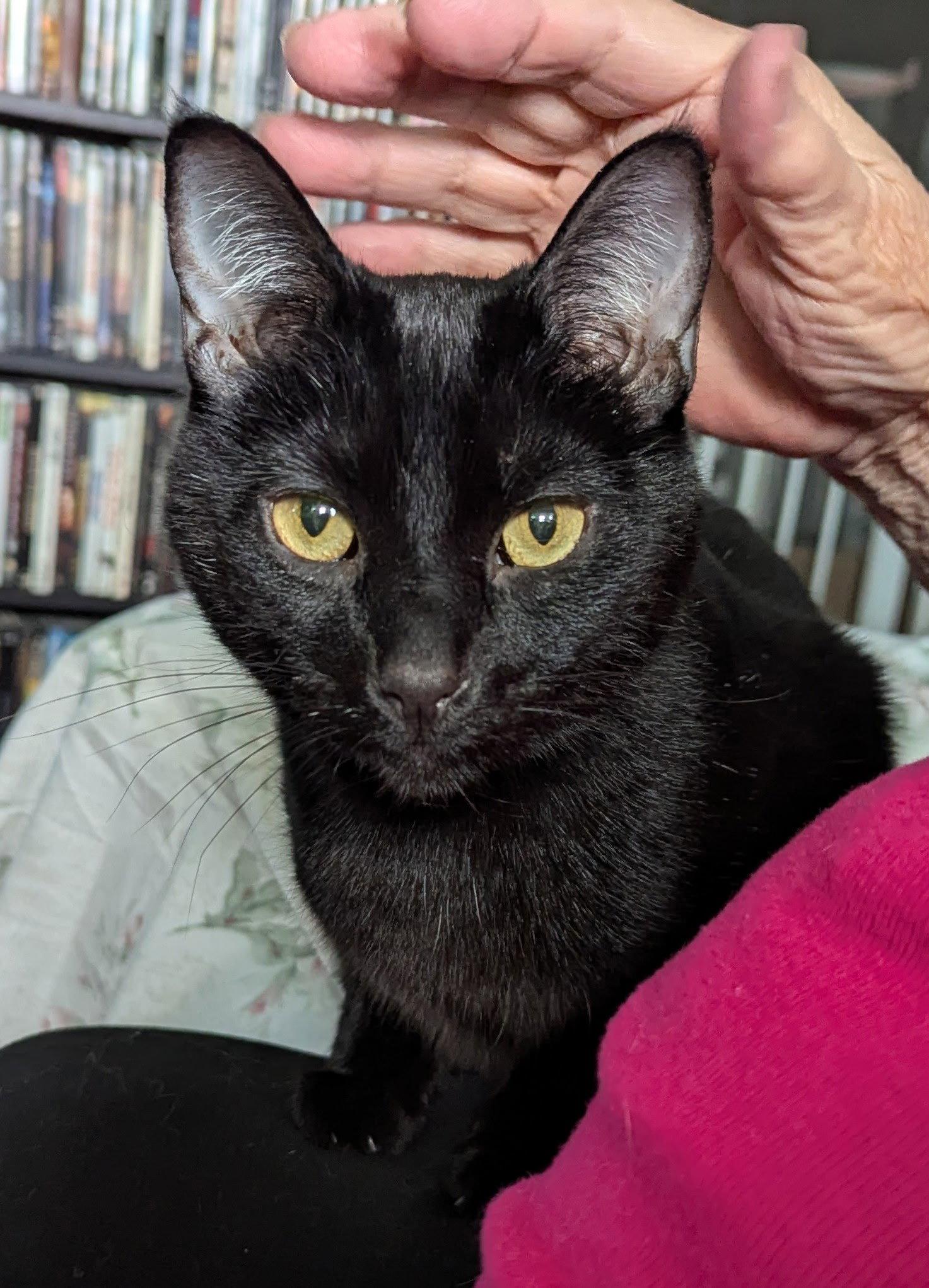 Enlarge Sheldon, a Adoptable Domestic Short Hair in Harrisburg, PA image 2/3