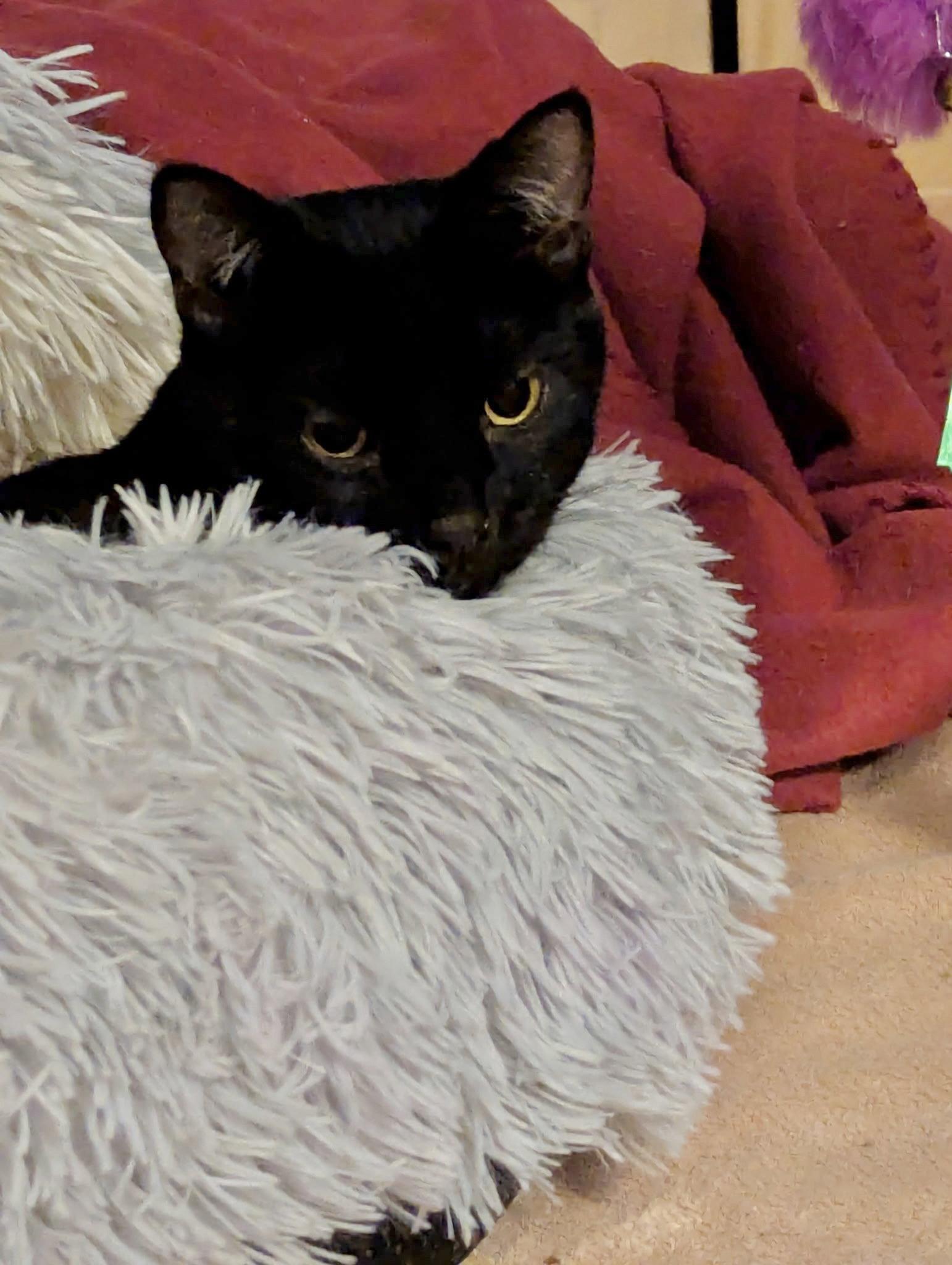 Enlarge Sheldon, a Adoptable Domestic Short Hair in Harrisburg, PA image 3/3