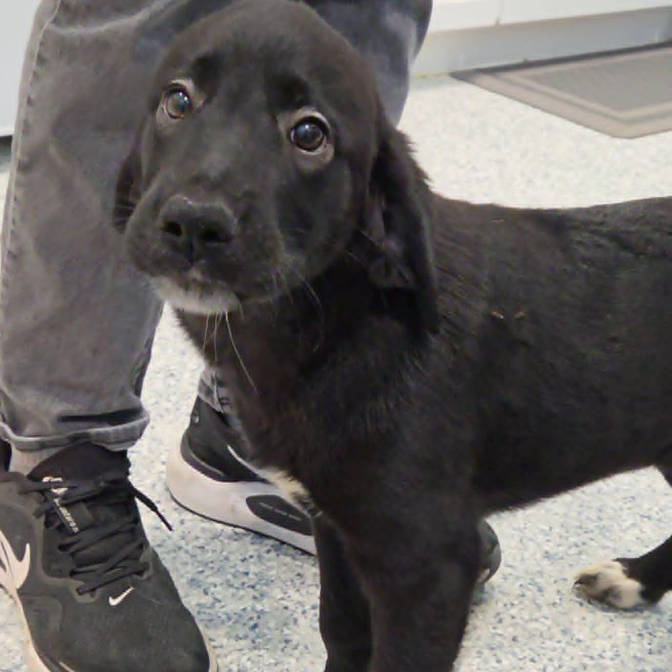 Enlarge Sweet Martha, a Adopted mixed breed in Hutchinson, MN image 2/3