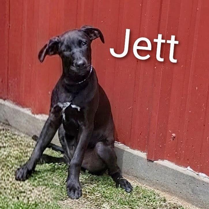 Enlarge CT Jett, a Adoptable mixed breed in Eastford, CT image 2/3