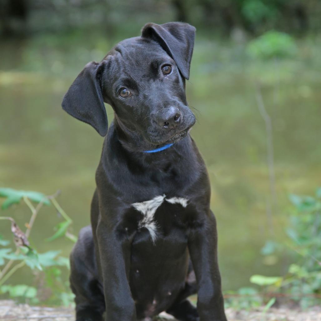 Enlarge CT Jett, a Adoptable mixed breed in Eastford, CT image 3/3