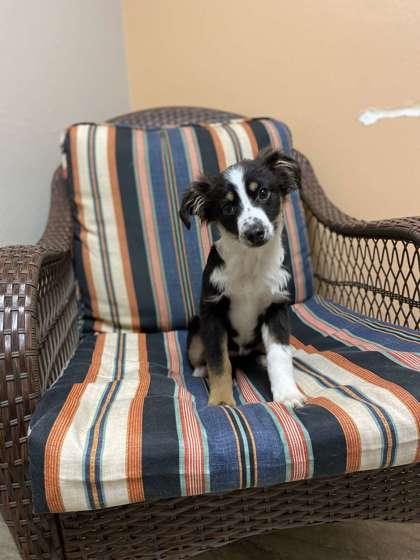 Enlarge Valrhona, a Adoptable mixed breed in Fergus Falls, MN image 1/3