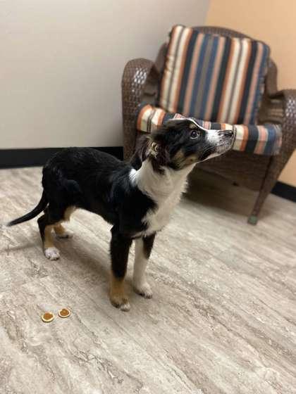 Enlarge Valrhona, a Adoptable mixed breed in Fergus Falls, MN image 2/3