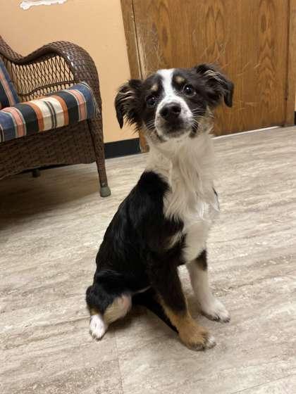 Enlarge Valrhona, a Adoptable mixed breed in Fergus Falls, MN image 3/3