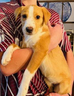 Phoebe, Adopted, Puppy Female Terrier & Beagle.