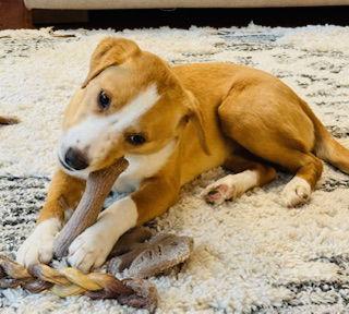 Enlarge Phoebe, a Adopted mixed breed in Nashville, TN image 2/3