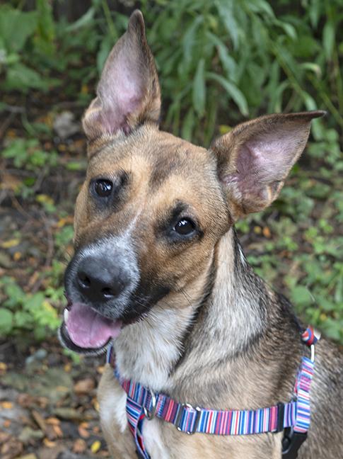 Aiko, ADOPTABLE, Young Female German Shepherd Dog & Cattle Dog.