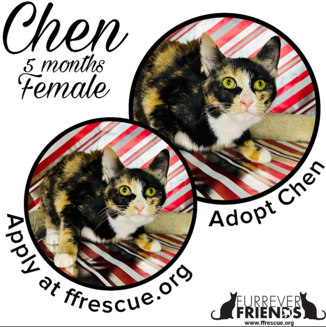 Chen, Adoptable, Young Female Domestic Short Hair.