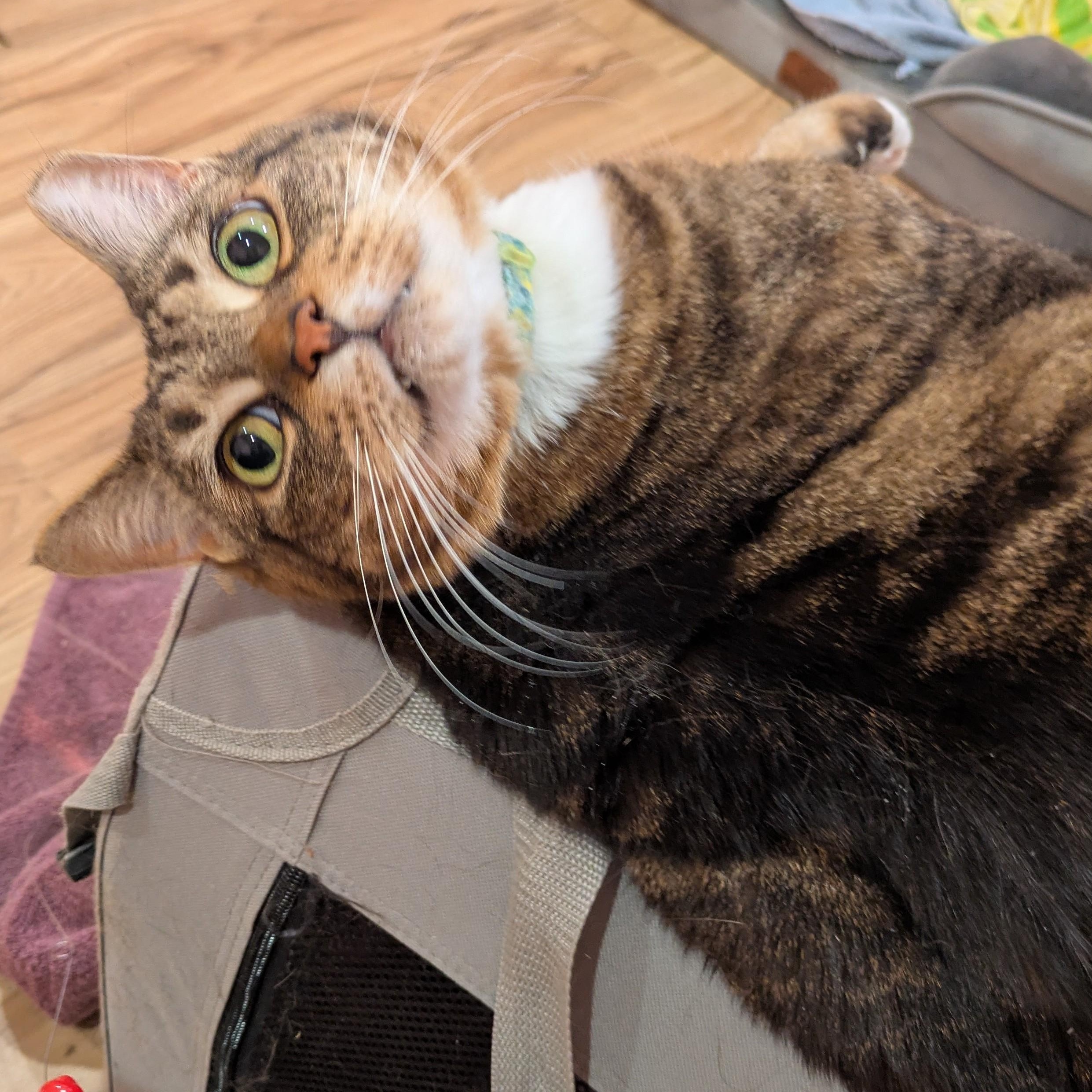 Enlarge Tattle, a ADOPTABLE Domestic Short Hair in Royal Oak, MI image 3/6