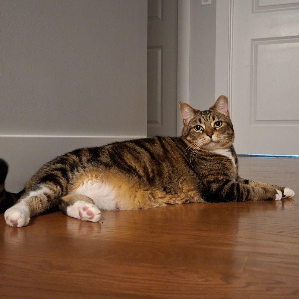 Tattle, ADOPTABLE, Adult Female Domestic Short Hair.