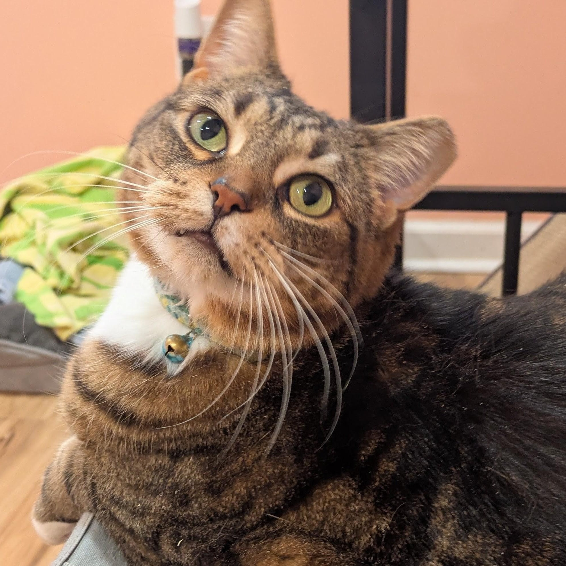 Enlarge Tattle, a ADOPTABLE Domestic Short Hair in Royal Oak, MI image 5/6