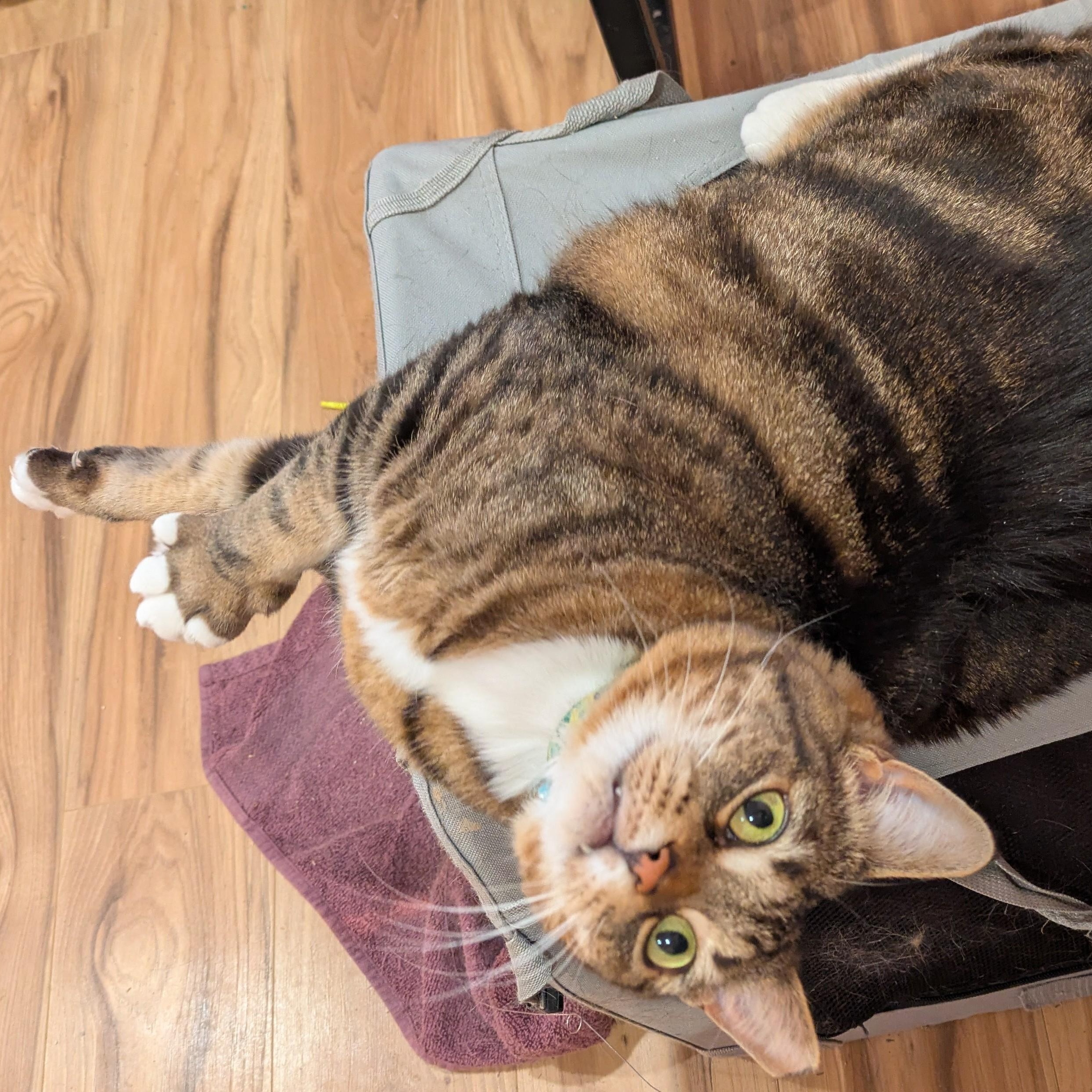 Enlarge Tattle, a ADOPTABLE Domestic Short Hair in Royal Oak, MI image 4/6