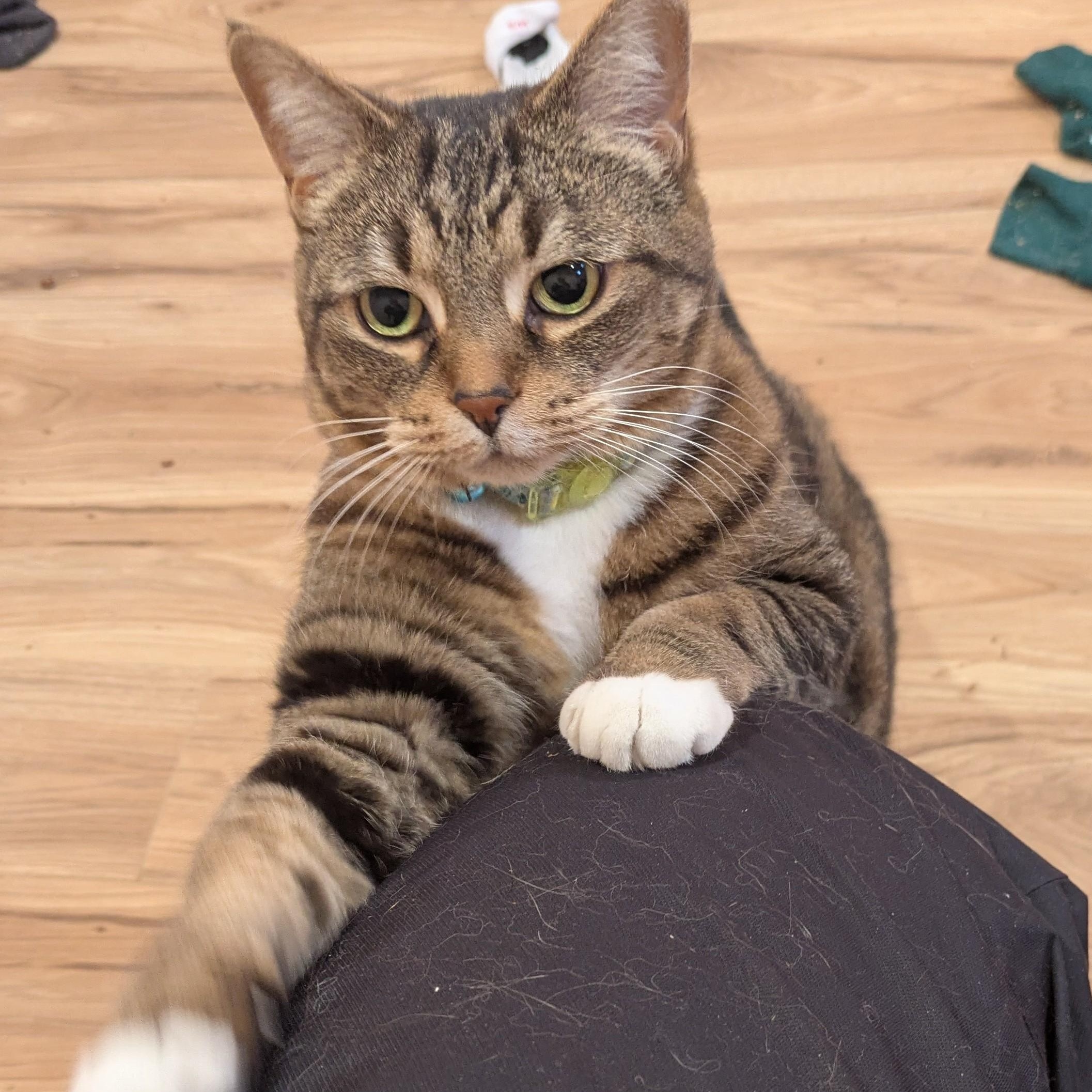 Enlarge Tattle, a ADOPTABLE Domestic Short Hair in Royal Oak, MI image 2/6