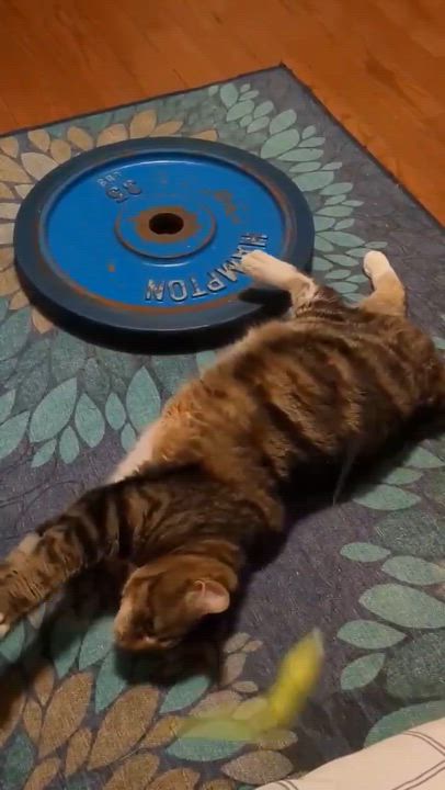 Enlarge Tattle, a ADOPTABLE Domestic Short Hair in Royal Oak, MI video 6/6