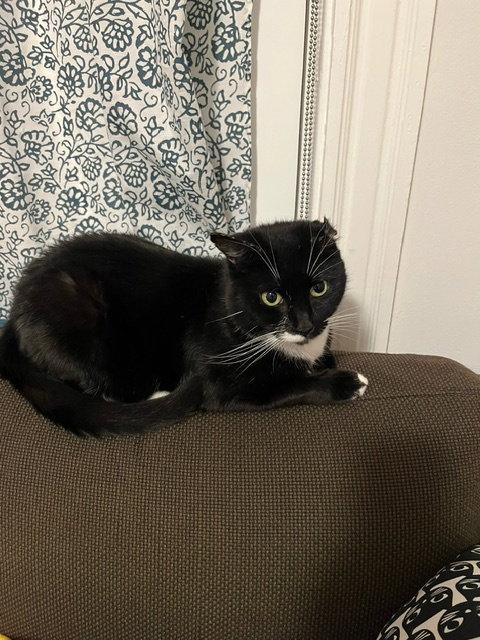 Rachel, Adoptable, Young Female Domestic Short Hair & Tuxedo.