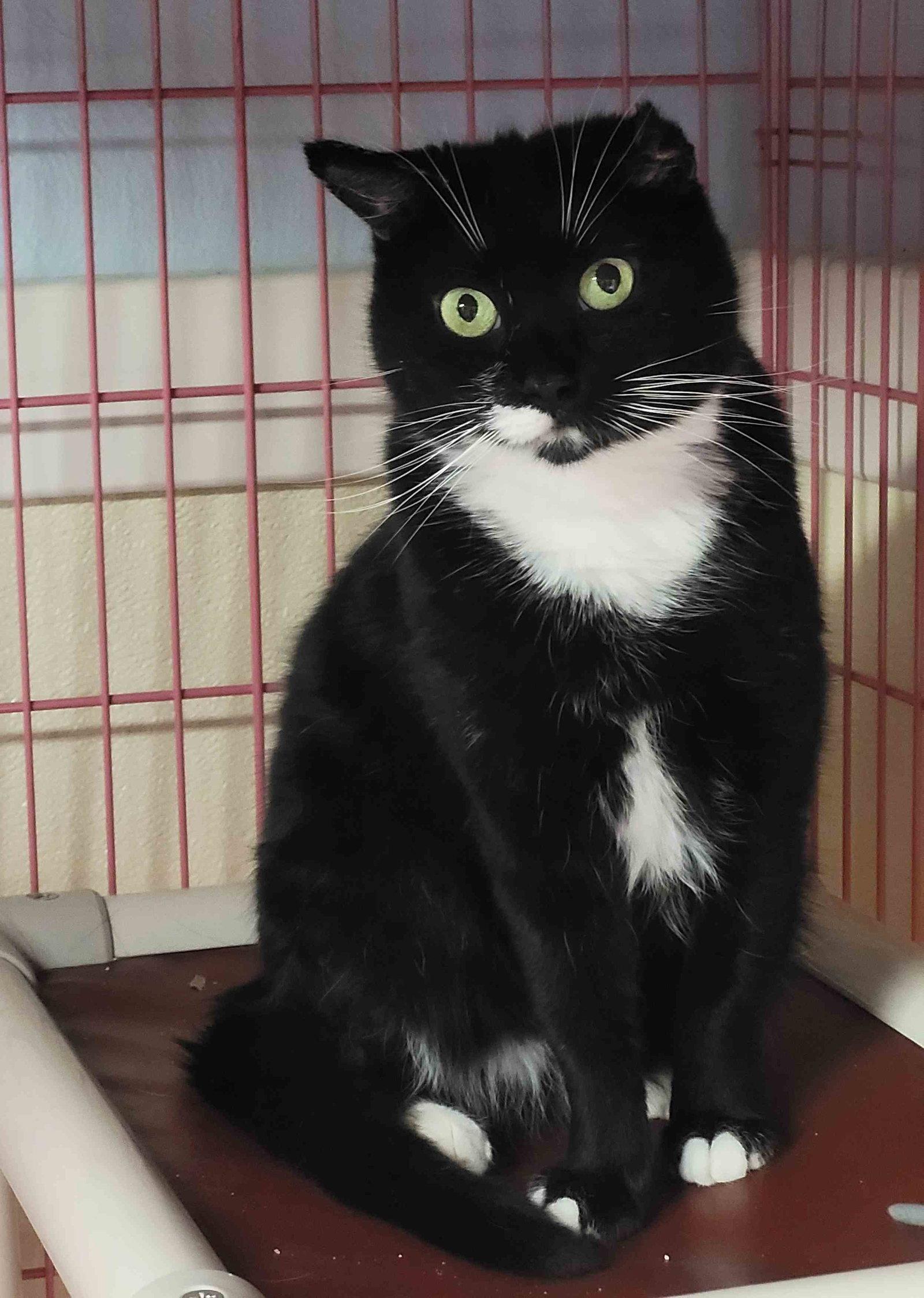 Enlarge Rachel, a Adoptable mixed breed in Somerville, MA image 3/3